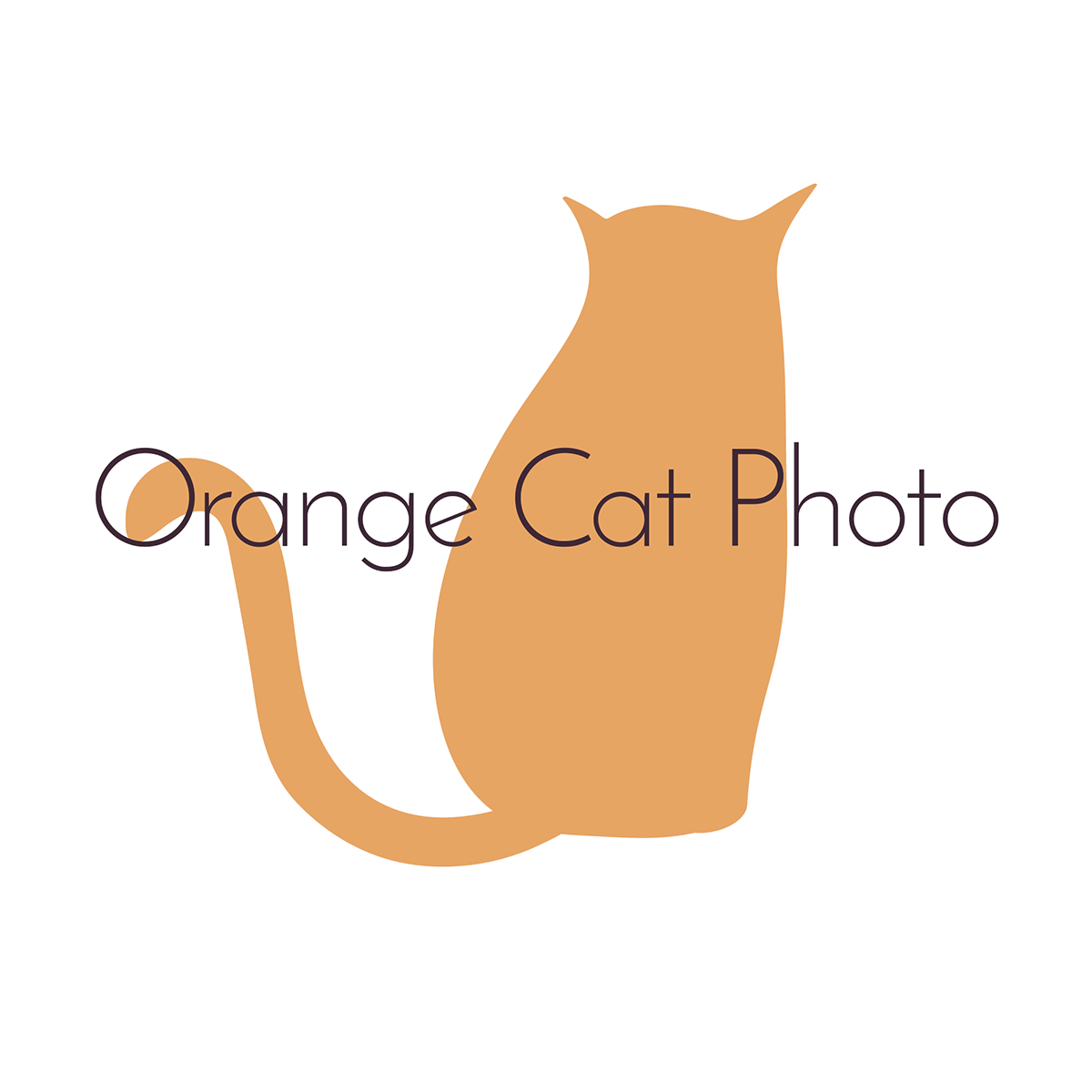 Orange Cat Photo | Wedding Photography